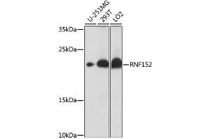 Western blot analysis of extracts of various cell lines using RNF152 Polyclonal Antibody at dilution of 1:1000. (RNF152 antibody)