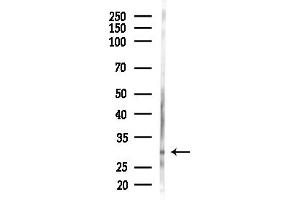 Western blot analysis of lysates from HUVEC cells(starvation,24h treatment), using Phospho-GAP43 (Ser41) Antibody at 1/1000 dilution.