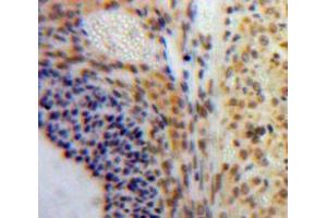 #VALUE! (C-JUN antibody  (AA 11-262))