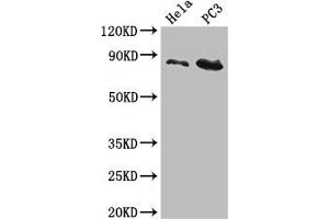 Western Blot Positive WB detected in: Hela whole cell lysate, PC-3 whole cell lysate All lanes: CUL2 antibody at 5 μg/mL Secondary Goat polyclonal to rabbit IgG at 1/50000 dilution Predicted band size: 87, 90 kDa Observed band size: 87 kDa