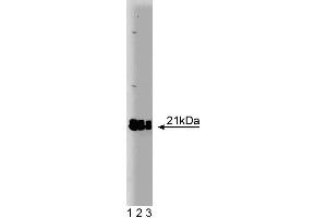 Western blot analysis of Rap2 on a A431 cell lysate.