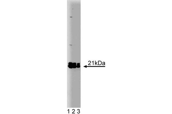 RAP2A anticorps  (AA 1-183)
