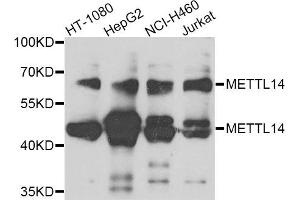 Western blot analysis of extracts of various cell lines, using METTL14 antibody. (METTL14 antibody)