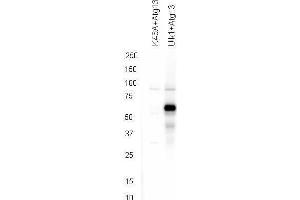 Western blot using  affinity purified anti-ATG13 pS318 antibody shows detection of phosphorylated ATG13 in 293T cells engineered to coexpress Ulk1 and Atg13 (Ulk1 + Atg13). (ATG13 antibody  (Internal Region, pSer318))