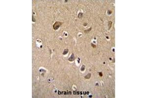 TTC9B Antibody (C-term) immunohistochemistry analysis in formalin fixed and paraffin embedded human brain tissue followed by peroxidase conjugation of the secondary antibody and DAB staining. (TTC9B antibody  (C-Term))