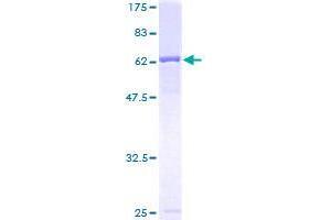 Calreticulin 3 Protein (CALR3) (AA 21-384) (GST tag)
