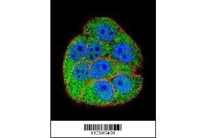 Confocal immunofluorescent analysis with hela cell followed by Alexa Fluor 488-conjugated goat anti-rabbit lgG (green). (XRCC5 antibody  (AA 424-450))
