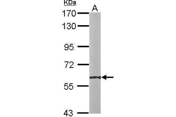 P4HB antibody