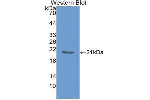 Western Blotting (WB) image for anti-Tumor Necrosis Factor alpha (TNF alpha) (AA 78-234) antibody (ABIN1078625)