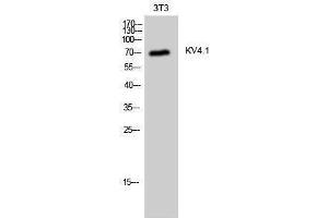 Western Blotting (WB) image for anti-Potassium Voltage-Gated Channel, Shal-Related Subfamily, Member 1 (Kcnd1) (C-Term) antibody (ABIN3185336)