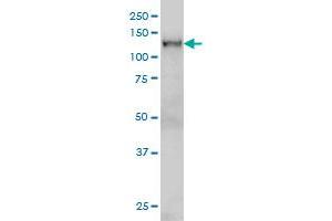 NFX1 monoclonal antibody (M01), clone 1D12 Western Blot analysis of NFX1 expression in Hela S3 NE . (NFX1 antibody  (AA 981-1080))