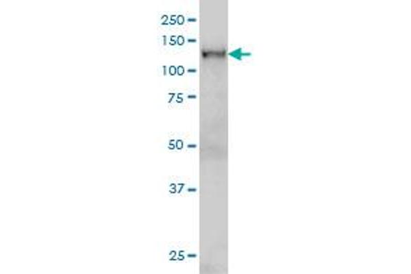 NFX1 antibody  (AA 981-1080)