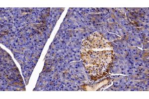 Detection of CLU in Mouse Pancreas Tissue using Polyclonal Antibody to Clusterin (CLU) (Clusterin antibody  (AA 228-449))