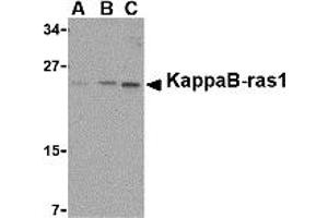 Western Blotting (WB) image for anti-NFKB Inhibitor Interacting Ras-Like 1 (NKIRAS1) (C-Term) antibody (ABIN1030463) (NKIRAS1 antibody  (C-Term))