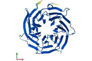 AlphaFold protein structure predicition of Mouse Recombinant Pex7 Protein, UniprotID P97865