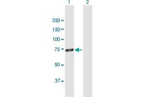 Western Blot analysis of ZNF668 expression in transfected 293T cell line by ZNF668 MaxPab polyclonal antibody.