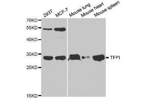 Western blot analysis of extracts of various cell lines, using TFPI antibody. (TFPI antibody  (AA 29-224))