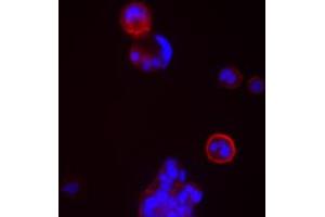Image no. 2 for anti-CD24 Molecule (CD24) antibody (ABIN205517) (CD24 antibody)