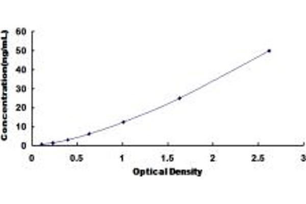 Riboflavin Kinase ELISA Kit