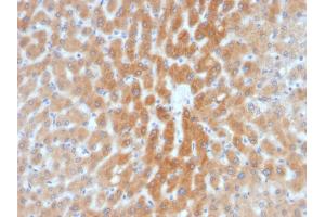 Formalin-fixed, paraffin-embedded human Liver stained with ARF1 Mouse Monoclonal Antibody (1A9/5). (ARF1 antibody  (C-Term))