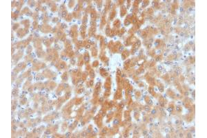 Formalin-fixed, paraffin-embedded human Liver stained with ARF1 Mouse Monoclonal Antibody (1A9/5).