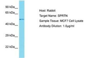 Image no. 1 for anti-Chromosome 1 Open Reading Frame 124 (C1orf124) (AA 186-235) antibody (ABIN6750700) (Spartan antibody  (AA 186-235))