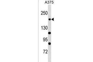 POLR1A Antibody (C-term) (ABIN1536725 and ABIN2850362) western blot analysis in  cell line lysates (35 μg/lane). (POLR1A antibody  (C-Term))