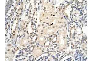 PUF60 antibody was used for immunohistochemistry at a concentration of 4-8 ug/ml to stain Epithelial cells of renal tubule (arrows) in Human Kidney.