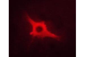 ABIN6267460 staining A673 cells by ICC/IF. (NOS1 antibody  (pSer852))