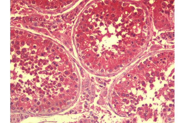 SPATA18 antibody  (N-Term)