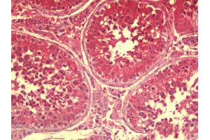 Anti-SPATA18 / MIEAP antibody IHC staining of human testis.