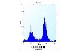 Flow cytometric analysis of Neuro-2a cells (right histogram) compared to a negative control cell (left histogram). (RAF1 antibody  (N-Term))