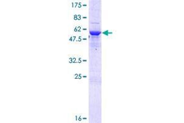 TPGS2 Protein (AA 1-300) (GST tag)