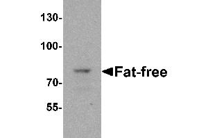 Western blot analysis of Fat-free in mouse brain tissue lysate with Fat-free antibody at 1 µg/mL. (VPS51 antibody  (C-Term))