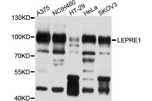Western blot analysis of extracts of various cell lines, using LEPRE1 antibody (ABIN4904219) at 1:1000 dilution. (LEPRE1 antibody)