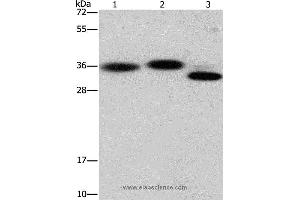 Western blot analysis of Hela cell, mouse brain and heart tissue, using CAPZA2 Polyclonal Antibody at dilution of 1:650 (CAPZA2 antibody)