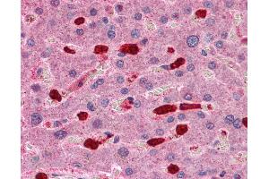 Anti-ARHGAP18 antibody IHC of human liver. (ARHGAP18 antibody  (C-Term))