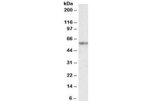 Western blot testing of K562 nuclear lysate with VRK2 antibody at 2ug/ml. (VRK2 antibody)