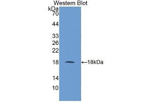 Western blot analysis of recombinant Human UBE2I. (UBE2I antibody  (AA 33-158))
