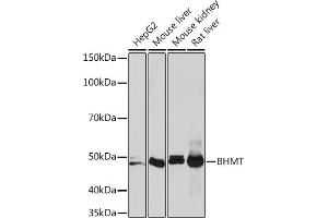 Western blot analysis of extracts of various cell lines, using BHMT Rabbit mAb (ABIN7265882) at 1:1000 dilution. (BHMT antibody)