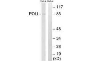Western blot analysis of extracts from HeLa cells, using POLI Antibody.