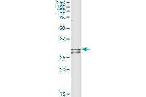 Western Blotting (WB) image for anti-NADH Dehydrogenase (Ubiquinone) Fe-S Protein 3, 30kDa (NADH-Coenzyme Q Reductase) (NDUFS3) (AA 1-264) antibody (ABIN561943)