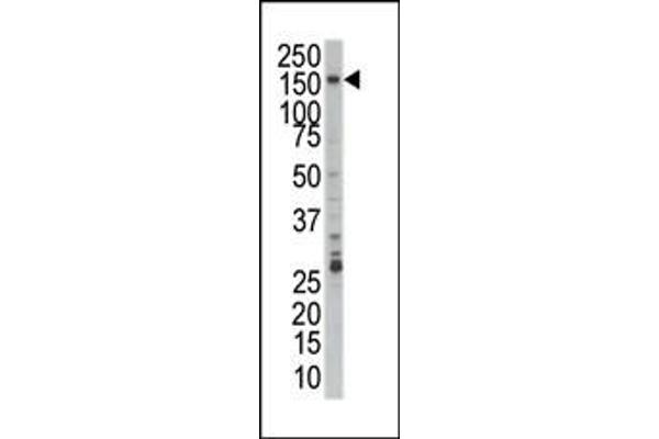 PRPF4B antibody  (C-Term)