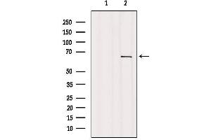 Western blot analysis of extracts from COS-7, using GNL3L Antibody. (GNL3L antibody)