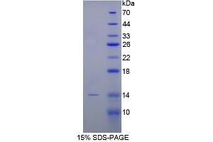 SDS-PAGE analysis of Rabbit BMP2 Protein. (BMP2 Protein)
