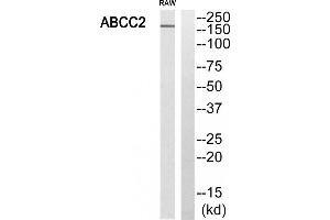 Western blot analysis of extracts from RAW264. (ABCC2 antibody  (Internal Region))