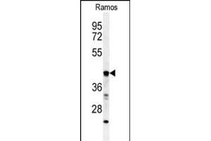 Western blot analysis of B3GALT6 Antibody (C-term) (ABIN651201 and ABIN2840128) in Ramos cell line lysates (35 μg/lane). (B3GALT6 antibody  (C-Term))