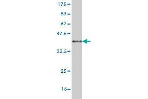 Western Blot detection against Immunogen (36. (MAML2 antibody  (AA 796-894))
