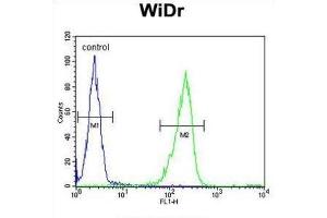 Flow Cytometry (FACS) image for anti-Interleukin 31 (IL31) antibody (ABIN3004157) (IL-31 antibody)