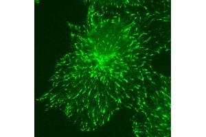 KT36 immunofluorescent staining for EB3 over expressed COS7 cells. (MAPRE3 antibody)